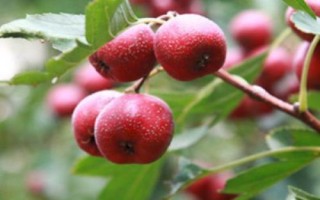 山楂催種方法，浸泡后可進行沙藏
