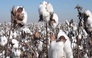 華惠15棉花品種的特性，一般每畝直播密度4000株