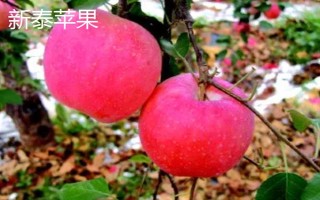 山東泰安市的水果特產