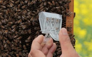 囚王籠的作用，可用來介入新蜂王、限制蜂王產(chǎn)卵等