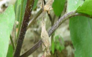 茄子菌核病，整個(gè)生育期內(nèi)都有發(fā)病可能性