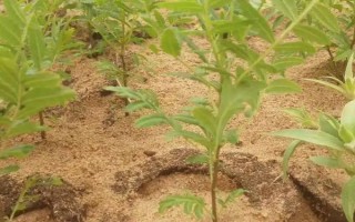 怎么移栽文冠果，定植穴內(nèi)要澆入四分之三的活根水