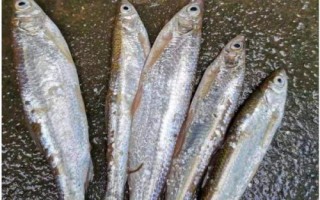 白條魚簡介，屬淡水魚類