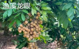 福建省福州市的水果特產(chǎn)有哪些，包括青山龍眼、一都枇杷、福州橄欖等種類
