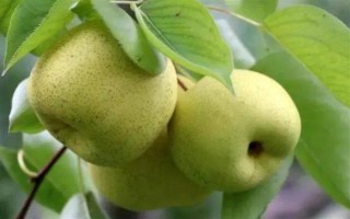 安徽省亳州市的特產(chǎn)，有蘇趙梨、苔干菜等