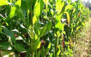 豫單1851玉米種簡介，畝種植密度4500株