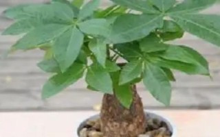 發(fā)財樹掉葉怎么辦，可采取減少施肥、暫停澆水、遮陰防曬等措施