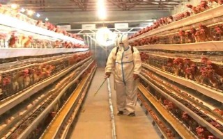 一斤活雞宰殺后能出多少肉，大概為7.5-8.5兩