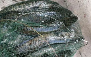 黑魚是不是世界上最臟的魚，鯰魚比黑魚更臟