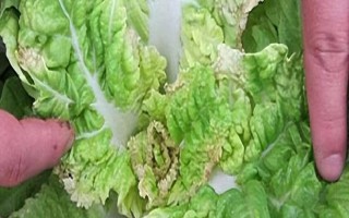 冬季蔬菜缺鈣如何防治，不宜一次用肥過多