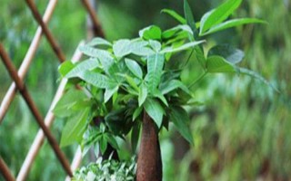 發(fā)財(cái)樹使用多少粒復(fù)合肥，株高1米可使用5-8粒