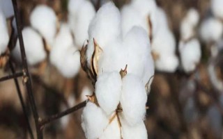 JZ0919棉花品種的特性，4月中下旬搶晴天播種