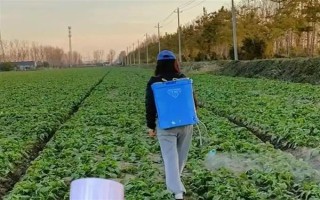 油菜為什么會僵苗，是受到干旱漬害、缺肥、病蟲害等因素的影響