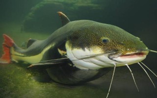 丸世8號魚鉤適合釣?zāi)姆N魚，適合釣黃顙魚、黑魚等