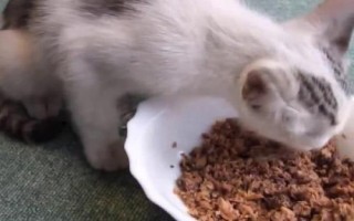 小貓多大可以吃不泡的貓糧，取決于貓貓的牙齒發(fā)育情況