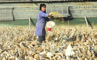 養(yǎng)殖1000只旱鴨的成本，鴨苗和鴨料成本總共需要2.3萬元左右
