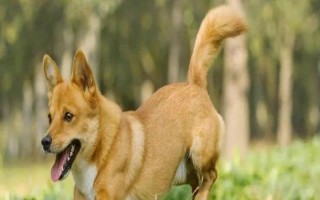 狗狗有皮膚病能不能洗澡，情況不嚴(yán)重時才能清洗