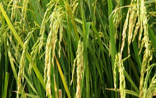 榮優(yōu)463水稻種子特點(diǎn)，秧田播種量每畝10-15公斤