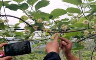 獼猴桃為何要人工授粉以及具體方法，雌雄花朵要相互傳粉才能結(jié)果