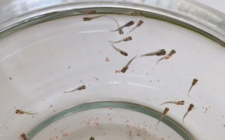 孔雀魚間隔多久再生小魚，只需間隔一個(gè)月即可