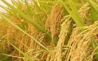 贛寧粳3號水稻種子介紹，栽插密度畝插1.8-2萬穴