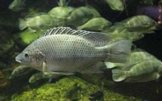 羅非魚簡介，生長快產(chǎn)量高