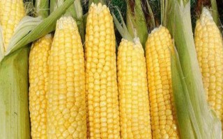 航甜8號(hào)玉米品種簡(jiǎn)介，注意防澇抗旱及病蟲防治