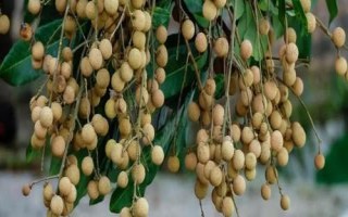 哪里產(chǎn)出的桂圓又甜又好吃，樓壩桂圓清甜可口深受消費(fèi)者歡迎