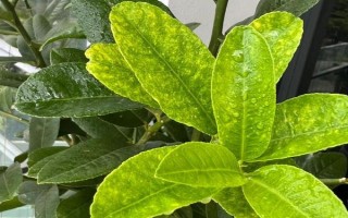 盆栽檸檬什么時候修剪，主要為冬春修剪以及夏季修剪