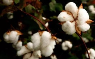 中棉698棉花品種的特性，常規(guī)灌棉田生育期灌水3次