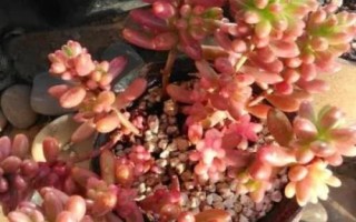 虹之玉錦掉葉怎么解決，水量過少要增加澆水頻率