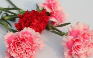 康乃馨的花語，寓意感恩、感謝、尊敬等