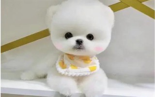 茶杯犬的由來(lái)，是基因突變產(chǎn)生的