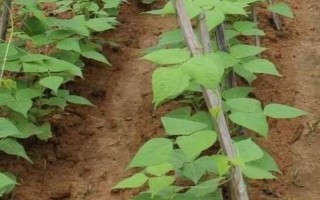何時(shí)種植長豆角，以4-5月份為宜