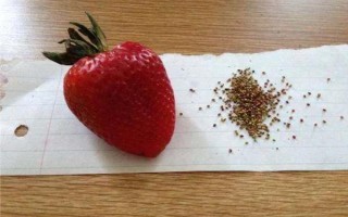 哪些因素會(huì)影響草莓膨大，主要有種子、溫度、光照等5個(gè)原因