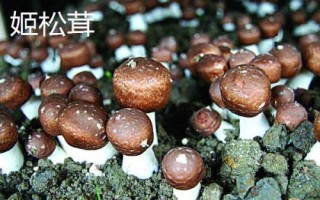 姬松茸收獲時(shí)間，春秋季節(jié)為適宜收獲期