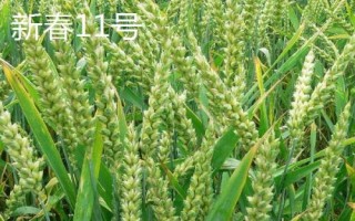 哪個品種的春小麥高產(chǎn)，可以選擇新春6號、新春10號
