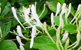 金銀花和斷腸草有什么區(qū)別，外觀、質(zhì)感、花朵均不同