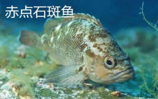 石斑魚(yú)的種類(lèi)，種類(lèi)繁多分布在不同地區(qū)