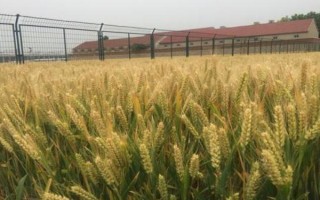 豫豐11小麥種子簡(jiǎn)介，中抗條銹病