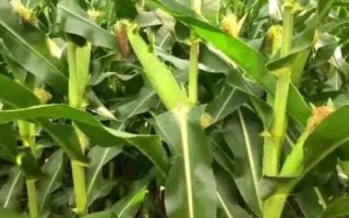 科沃868玉米品種簡介，即該品種為非轉(zhuǎn)基因品種