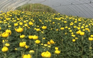 菊花的種植時(shí)間，取決于繁殖方法