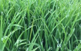 兩優(yōu)8857水稻種子特征特性，秈型兩系雜交水稻品種