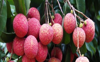 荔枝什么品種產(chǎn)量最高，這8個(gè)品種畝產(chǎn)均可達(dá)3000斤左右