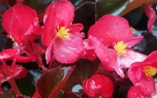 有哪些好養(yǎng)的花，常見的有雛菊、秋海棠等