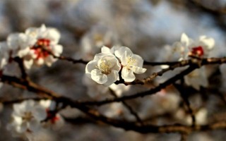 杏花的開花時間，花期在農(nóng)歷的2月份左右