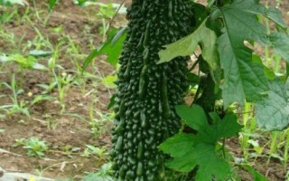 優(yōu)良的苦瓜品種，包括滑身苦瓜、長身苦瓜、夏豐苦瓜等種類