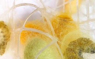 蠶卵怎么保存到第二年，可通過冷藏進(jìn)行保存