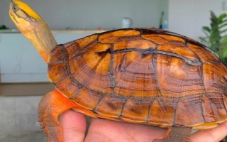 金錢龜可以私人養(yǎng)嗎，沒有許可證是不能養(yǎng)殖的