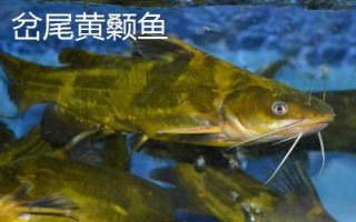 黃骨魚是什么魚，是底棲性魚類